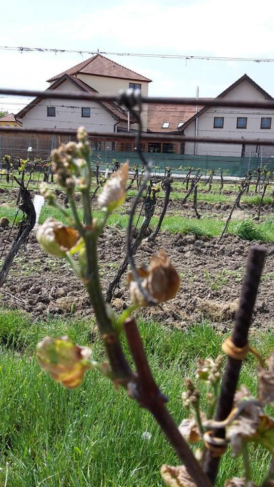 Penzion Kosik Tvrdonice エクステリア 写真